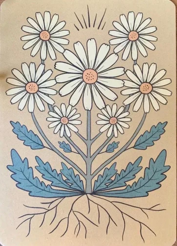 Wild Daisy in Honey Bohemian Botanical Art Print Post Card